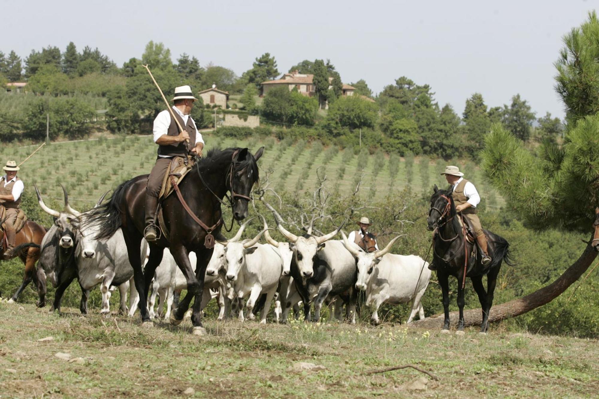Agriturismo La Forra Cavriglia Dış mekan fotoğraf